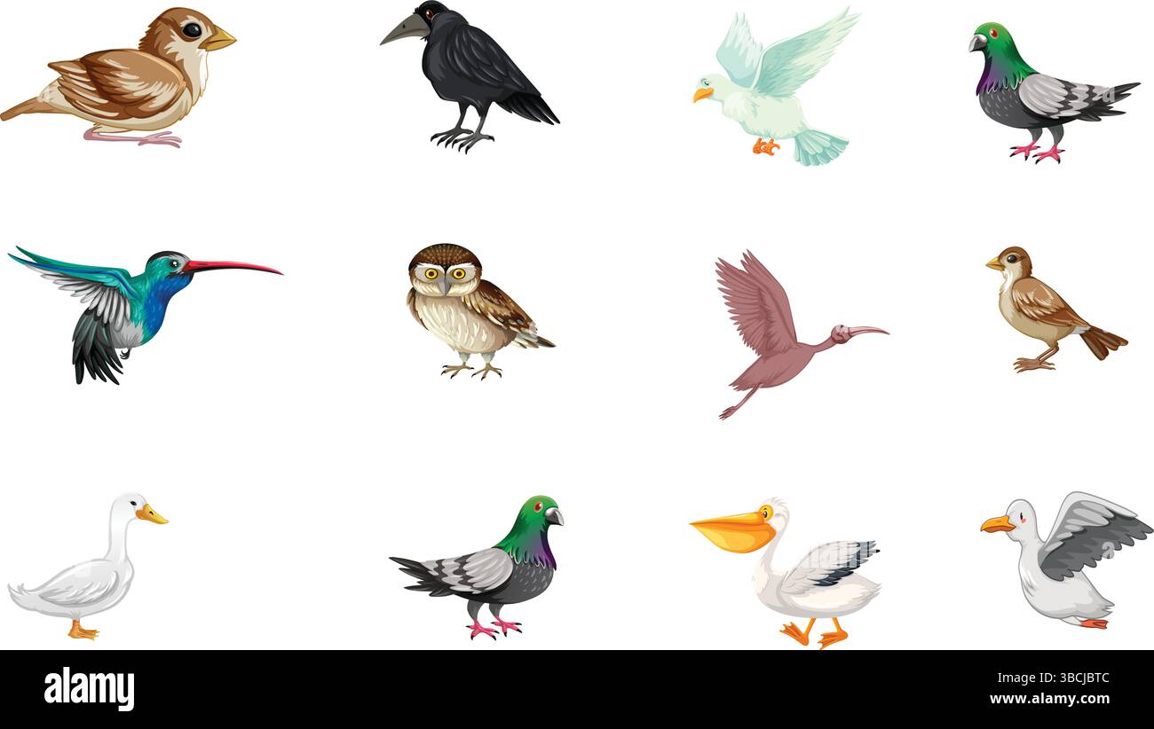 Set von farbenfrohen Zeichentrickvögeln einschließlich Eulen, Tauben, Pelikanen, Möwen, Krähen, sparrow, Ente und Kolibri auf weißem Hintergrund Stock Vektor