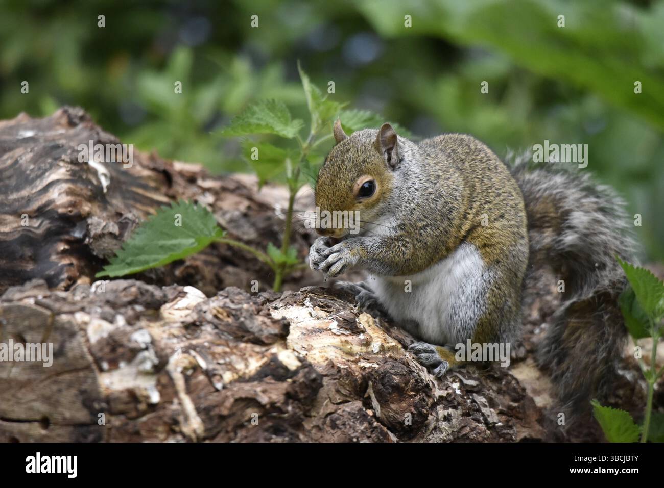 Bild eines Grauen Eichhörnchens (Sciurus carolinensis) mit den Pfoten zum Mund, Rinde essen, aufgenommen im Frühjahr in Großbritannien Stockfoto