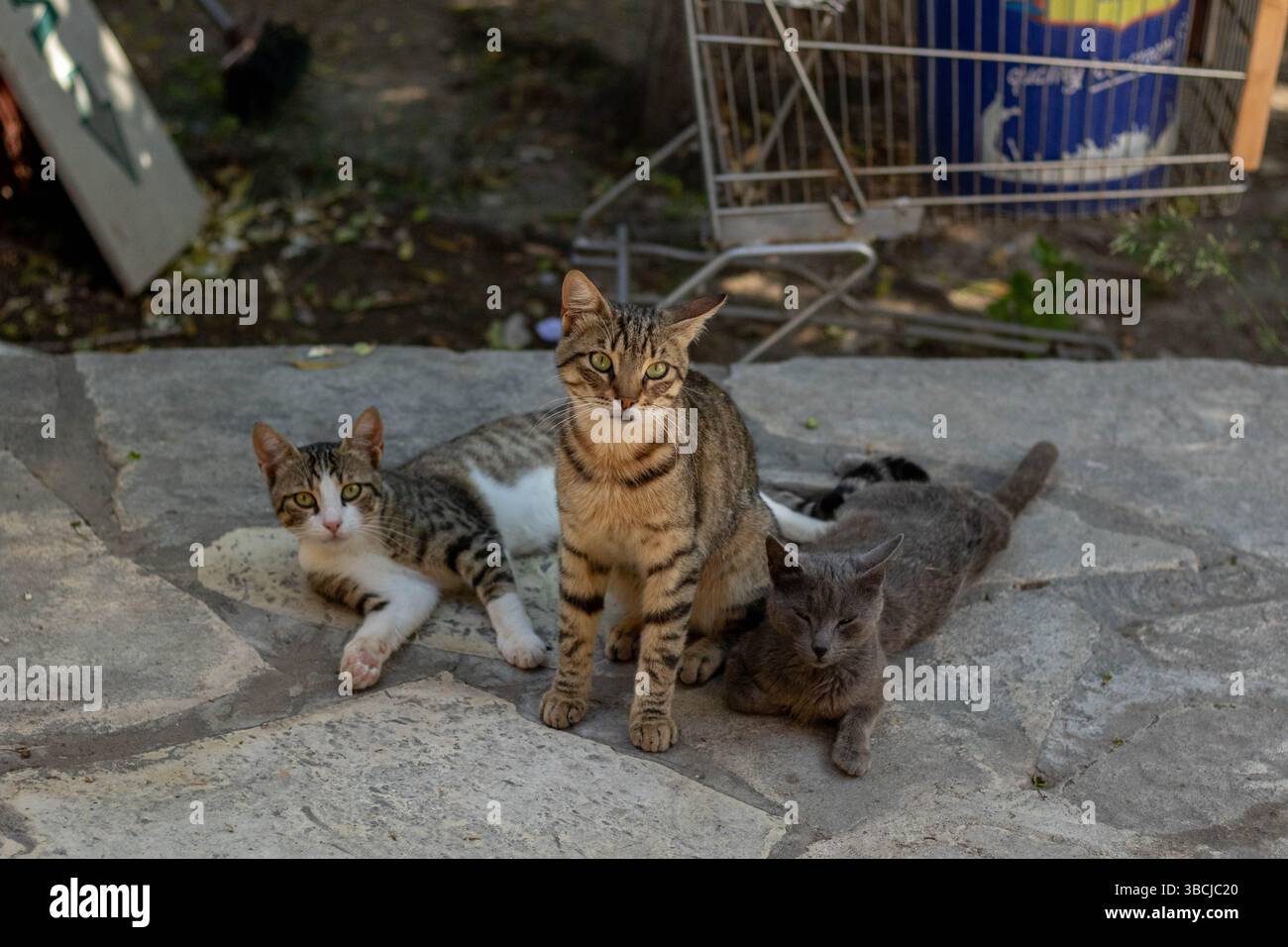 Straßenkatzen chillen, Tabby, bengalen und blaurussisch Stockfoto