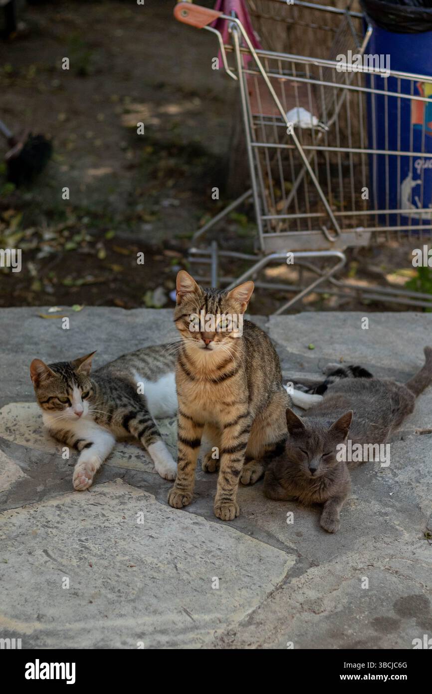 Straßenkatzen chillen, Tabby, bengalen und blaurussisch Stockfoto