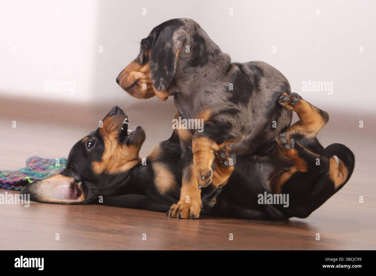 Kurzhaarige Dackel, Welpen, schwarz-rot und Tiger Dackel, Dackel, Dackel Stockfoto