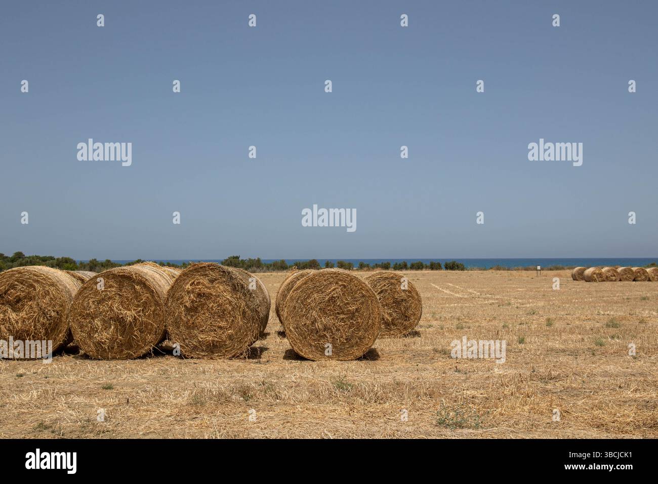 Goldene Heuballen auf einem Bauernfeld am Meer in Zypern Stockfoto
