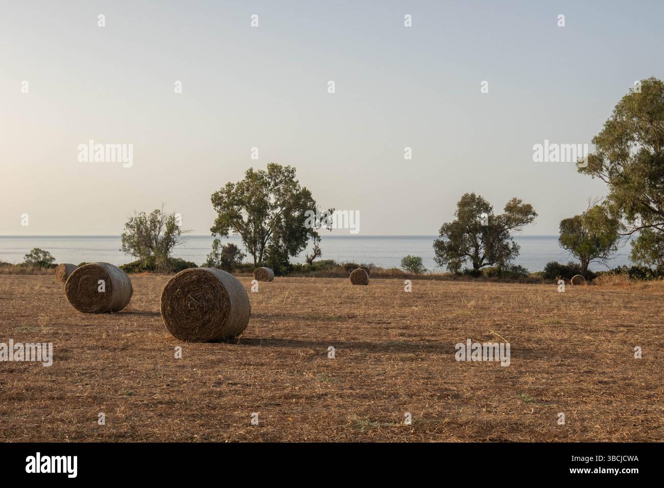 Golden Hour Heuballen auf einem Feld bei Bäumen und dem Meer Stockfoto