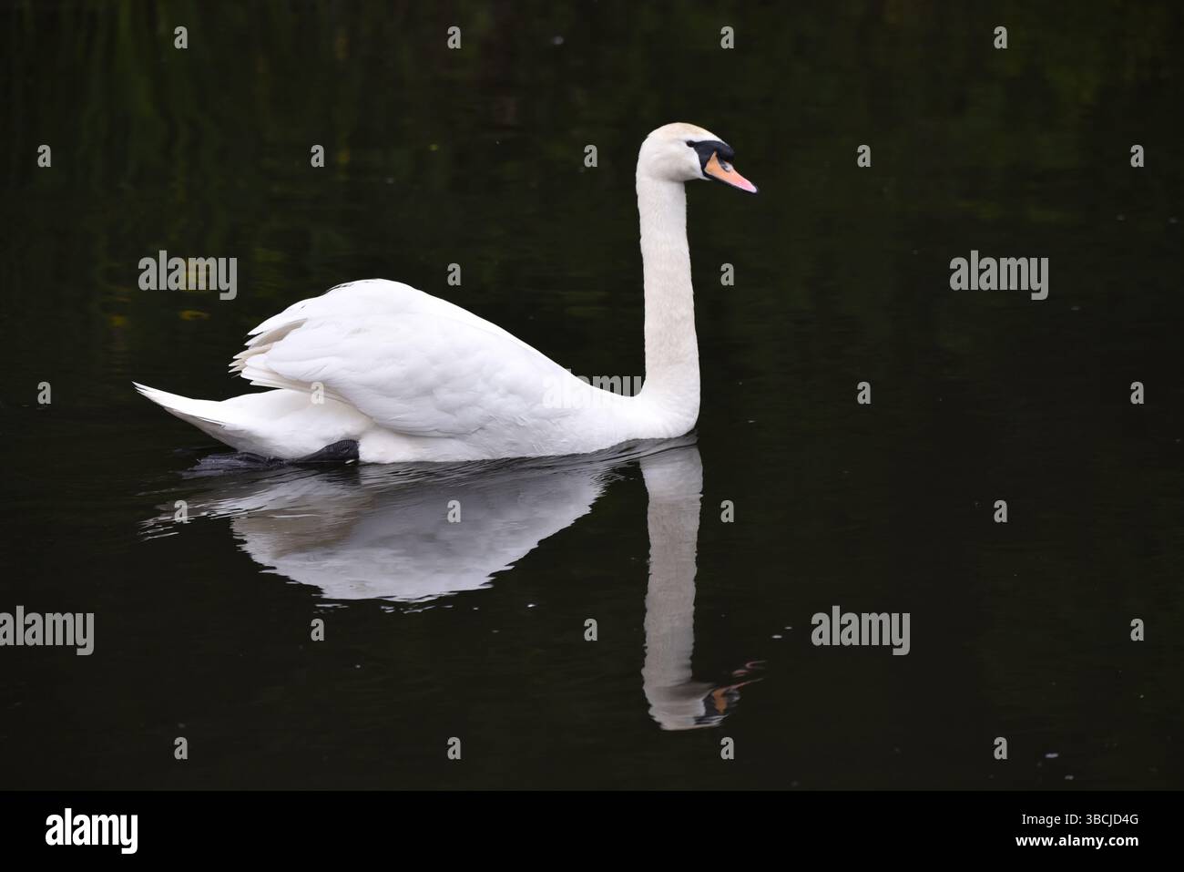 Stummer Schwan (Cygnus olor) schwimmt von links nach rechts, Kopf hoch gehalten, Hinterfedern aufgefächert, reflektiert im Dunklen Wasser darunter, aufgenommen im Frühling in Großbritannien Stockfoto
