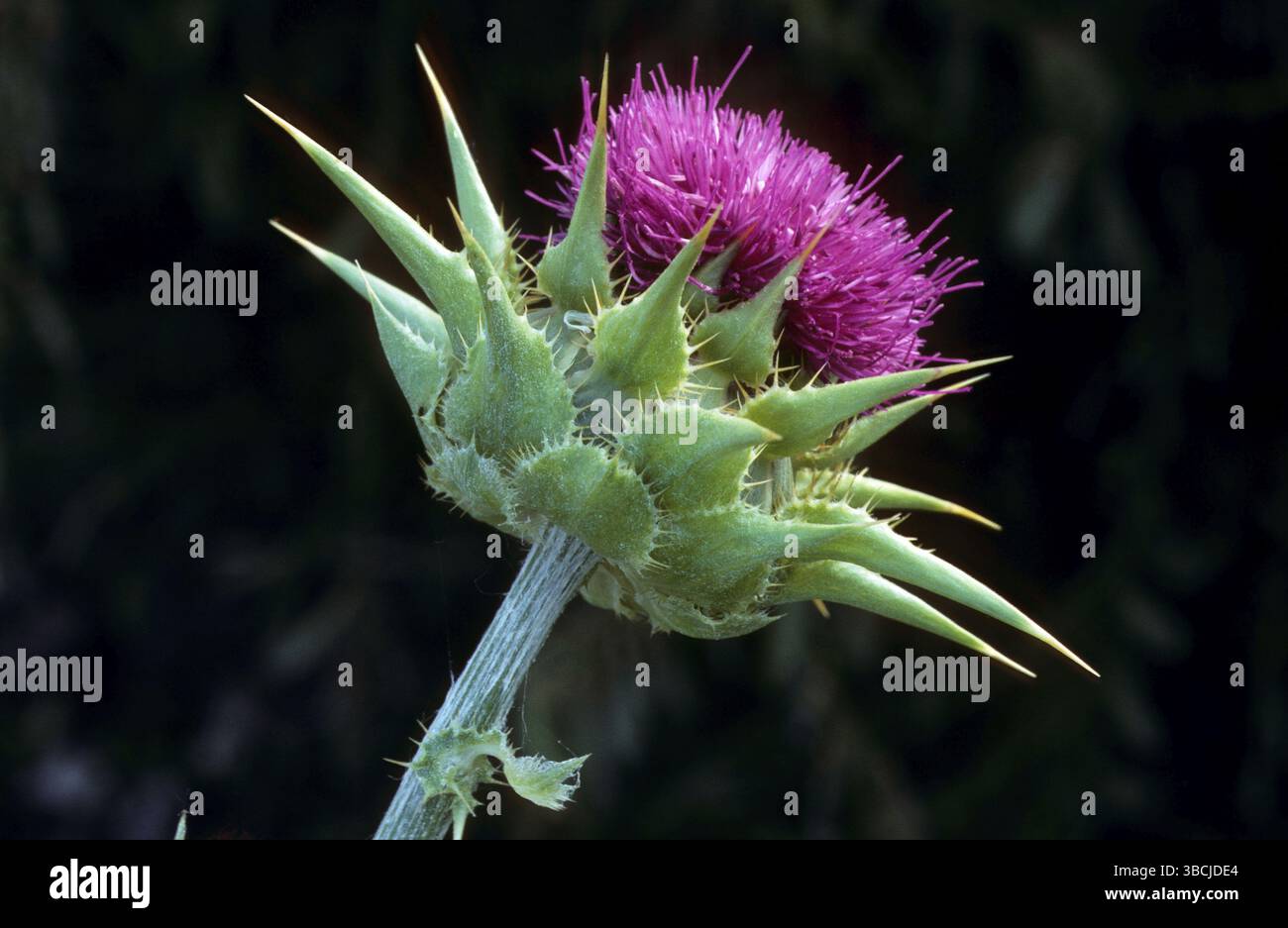 Mariendistel, Frankreich (Silybrum marianum) (Carduus marianus), Mariendistel Stockfoto