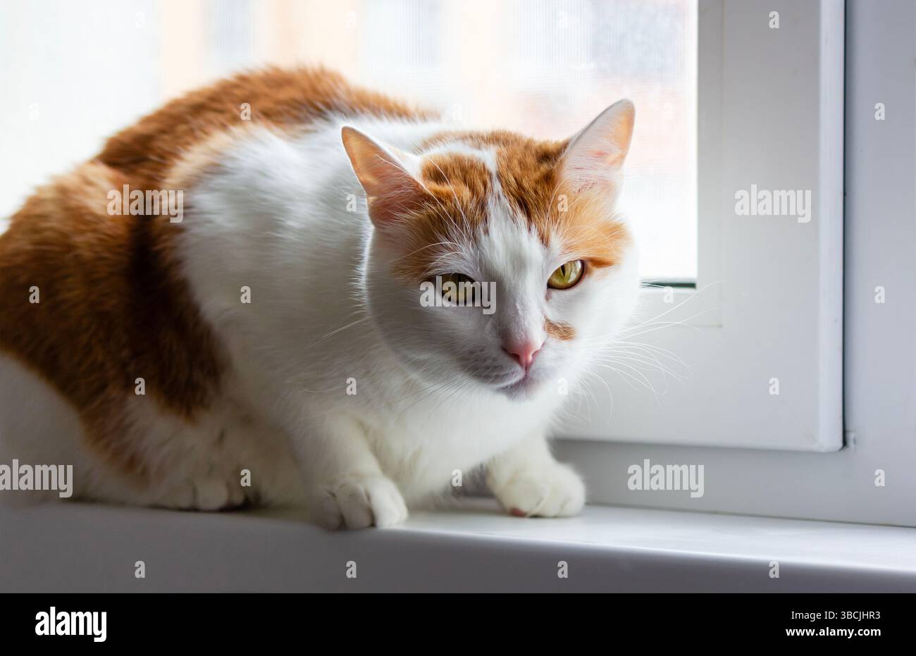 Eine zufriedene Katze sitzt am Fenster eines Stadthauses im obersten Stockwerk Stockfoto