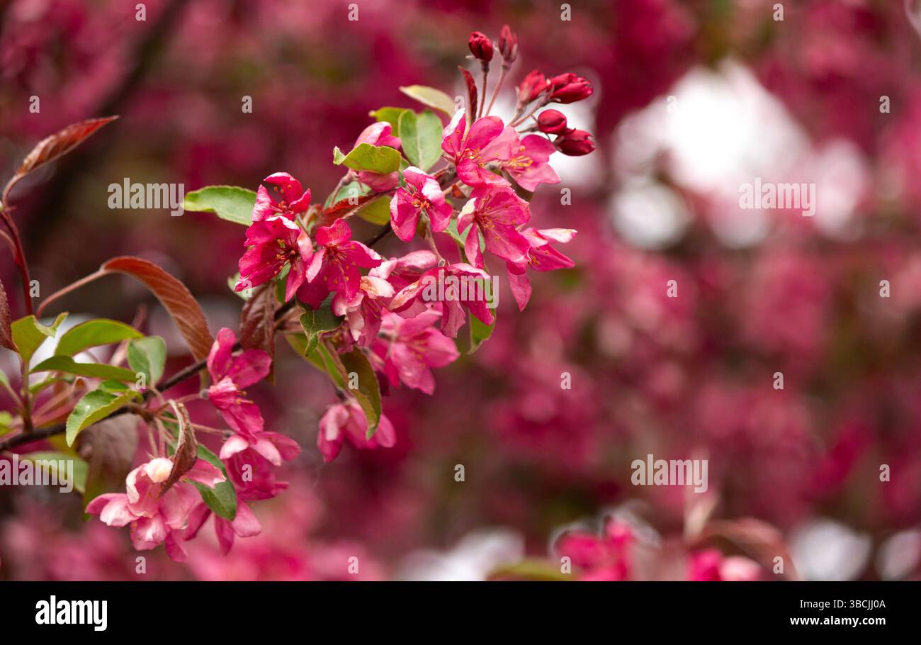 Nahaufnahme eines blühenden Apfelbaums an einem sonnigen Frühlingstag. Schöner Hintergrund mit rosa Blumen eines Frühlingsbaums. Ein Zweig mit rosa Blüten der Ma Stockfoto