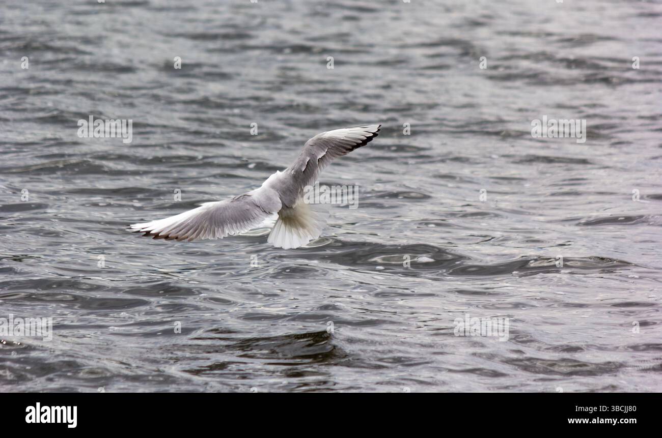 Eine Möwe schwebt anmutig über das ruhige Wasser des Sees und erzeugt Wellen auf dem Wasser Stockfoto