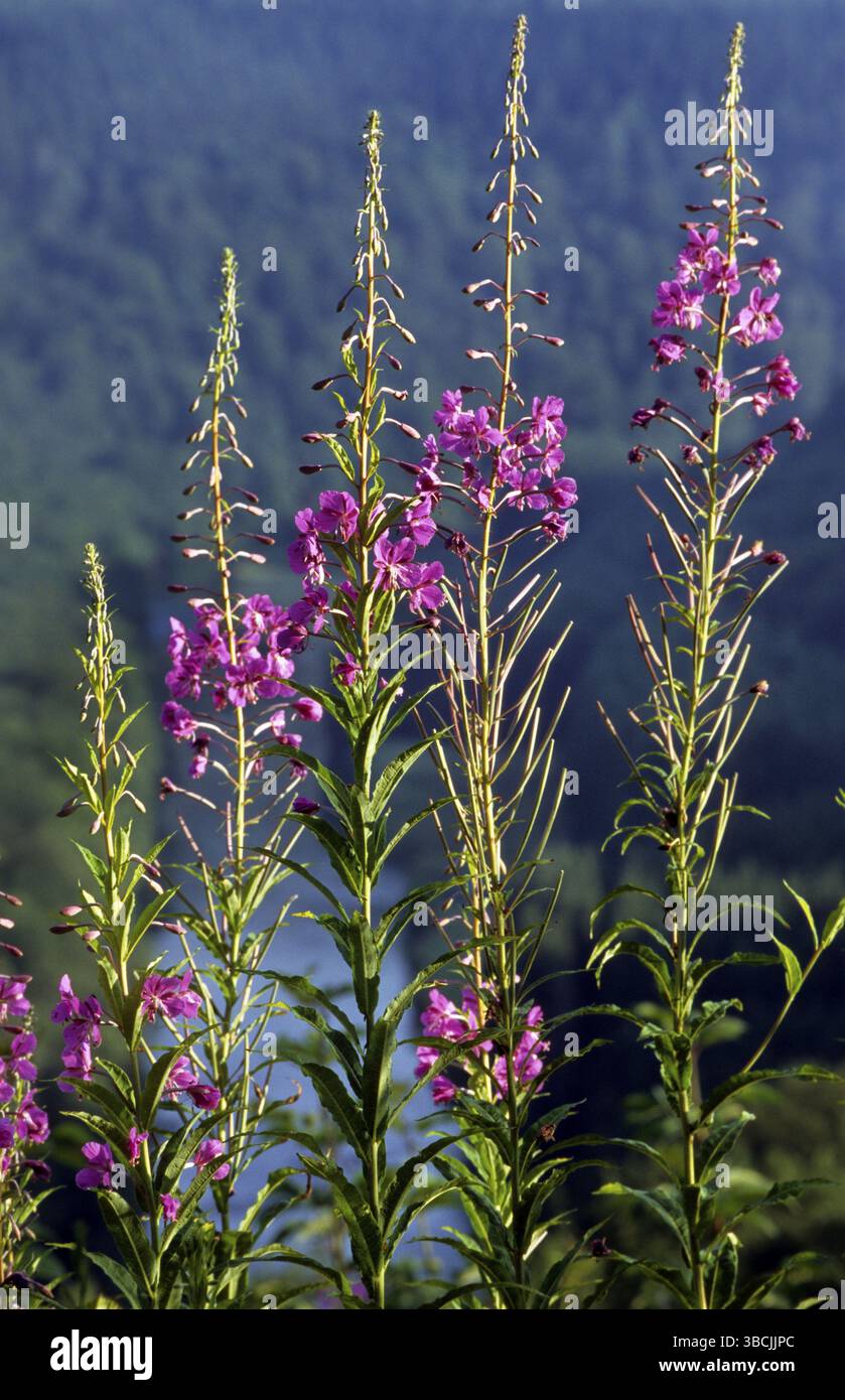 Blooming sally (Epilobium angustifolium), Wood Willowhere, Belgien, Europa Stockfoto Blooming sally (Epilobium angustifolium), Wood Willowhere, Belgien, Europa Stockfoto