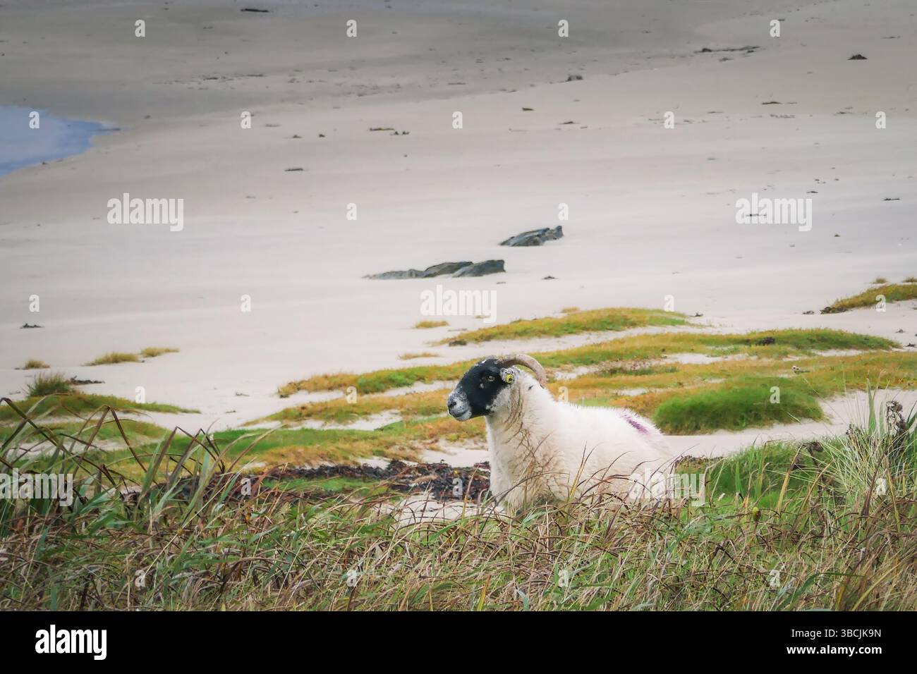 Ein Schaf in der Nähe der Kiloran-Bucht auf der isle of Colonsay, Schottland Stockfoto