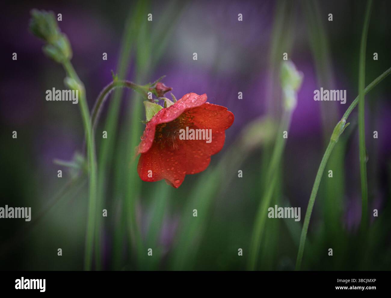 Geum Scarlet Sturm in Blume Stockfoto