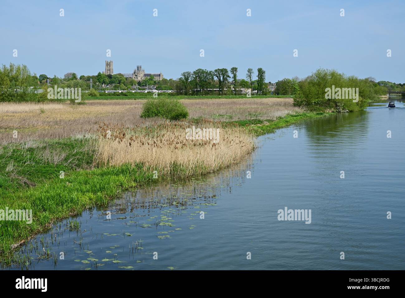 Fluss Great Ouse flussaufwärts von Ely mit Kathedrale im Hintergrund, Ely, Cambridgeshire, England, Großbritannien Stockfoto