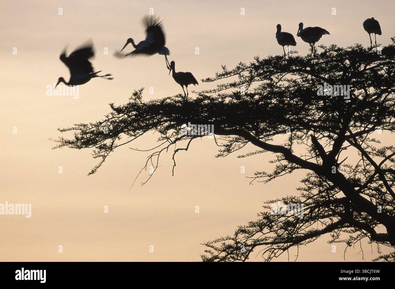 Weißstörche (Ciconia ciconia) in Akazienbaum, Serengeti Nationalpark, Tansania, Weissstoerche in Akazie, Serengeti Nationalpark, Tansania /, Afrika Stockfoto
