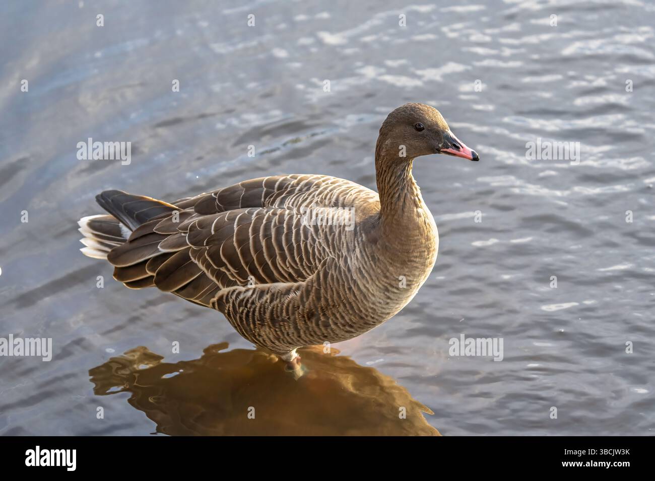 Pinkfarbene Gans, UK Stockfoto