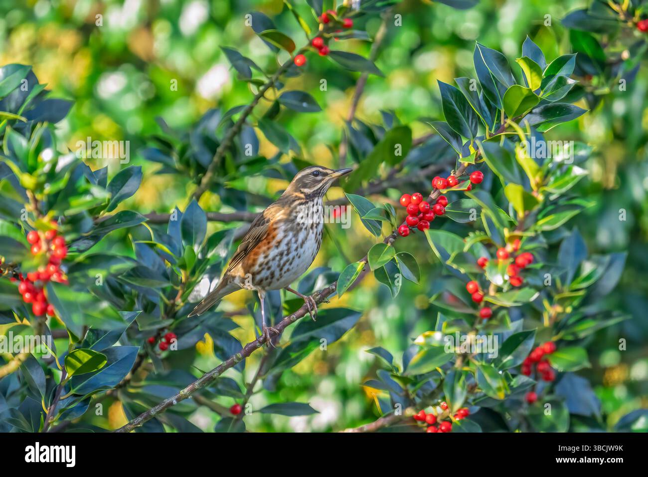 Rotschwingenfütterung an holly Beeren, Großbritannien Stockfoto