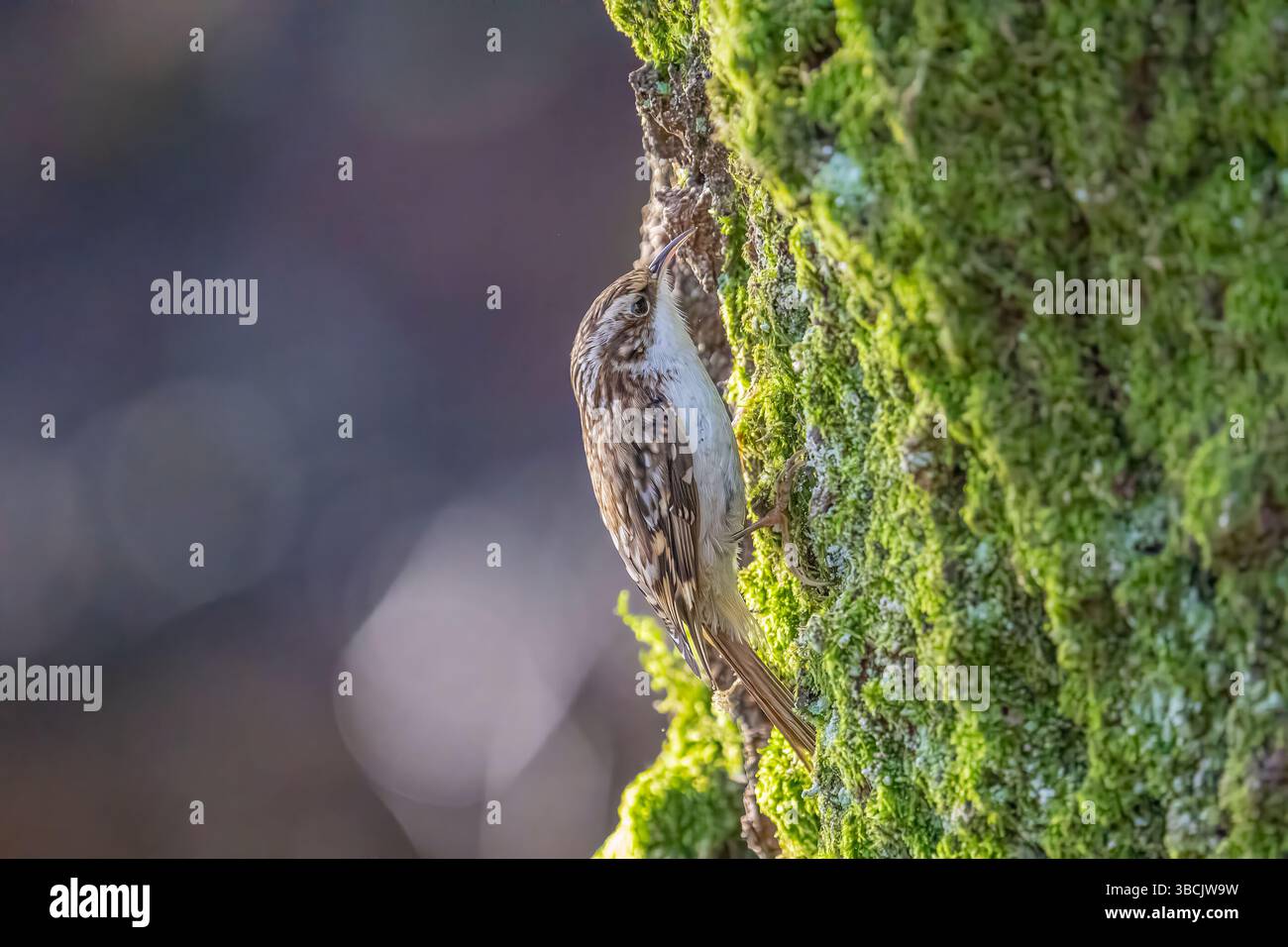 Common Treecreeper, Großbritannien Stockfoto