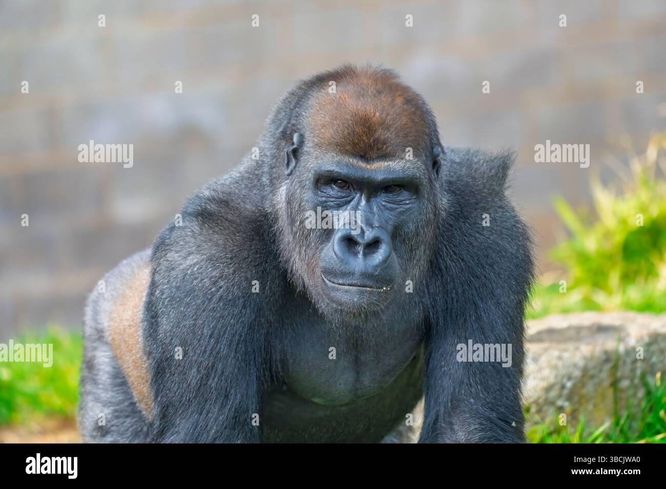 Gorrilla, Twycross Zoo, Großbritannien Stockfoto