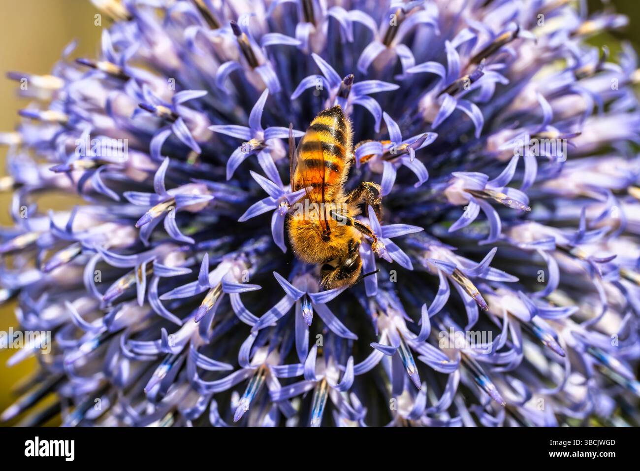 Honigbiene auf Blumen, Großbritannien Stockfoto