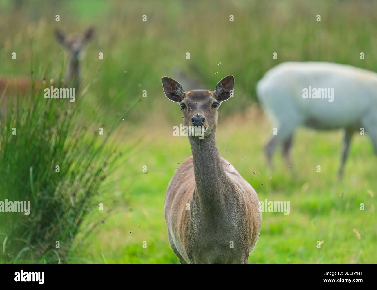 Sika Deer, Arne, Dorset Stockfoto