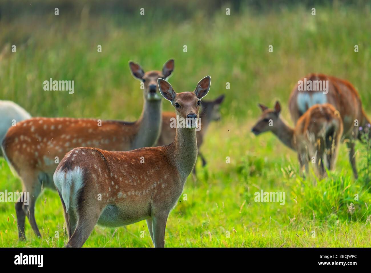 Sika Deer, Arne, Dorset Stockfoto