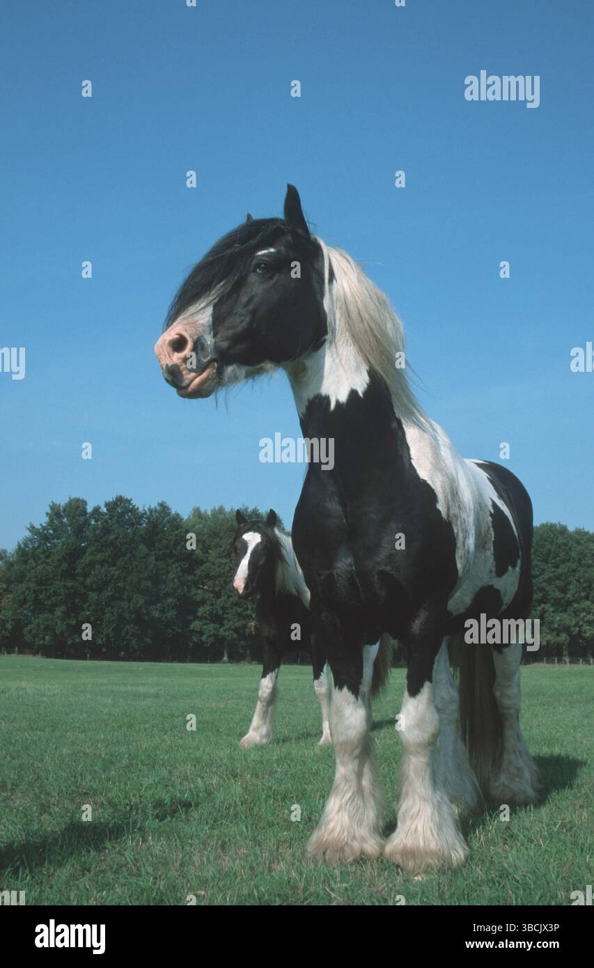Irische Tinker-Ponys, Hengst, Säugetiere, Haustier, Nutztier, Haustiere, Huftiere, Pferde, Hufhuftiere, Irland, Pony, männlich, schwarz Stockfoto