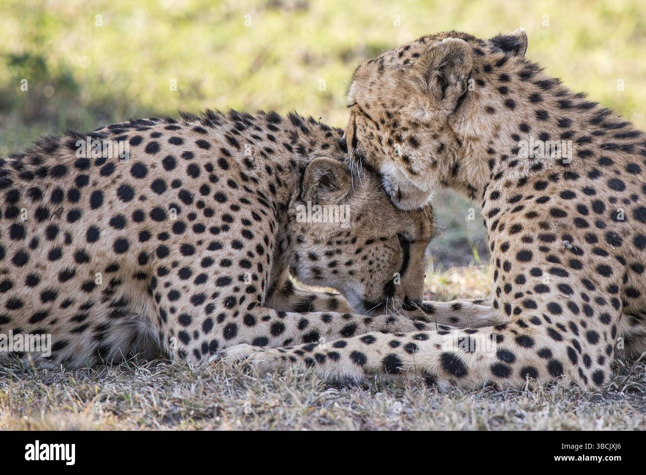 Abstrakt, aktiv, Aktivität, afrika, afrika, afrika, Tier, trocken, Hintergrund, Verhalten, Verhalten, Buch, cape, Carnivora, Carnivore, Katze, Gepard (acinonyx j Stockfoto