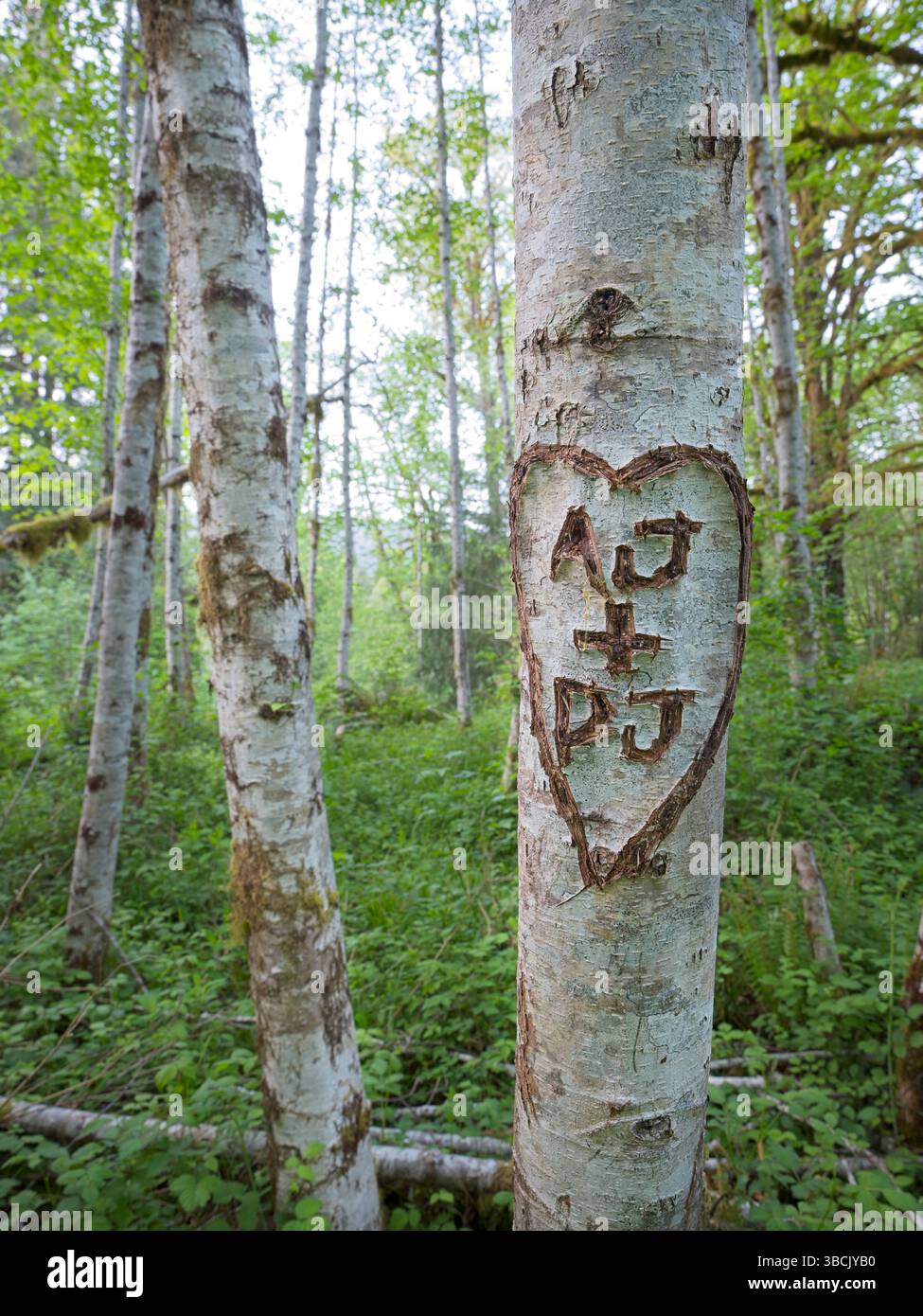 Nahaufnahme von Initialen, die in einer Hitze an einem weißen Baum im Quinault Regenwald im Westen Washingtons gehauen wurden. Stockfoto
