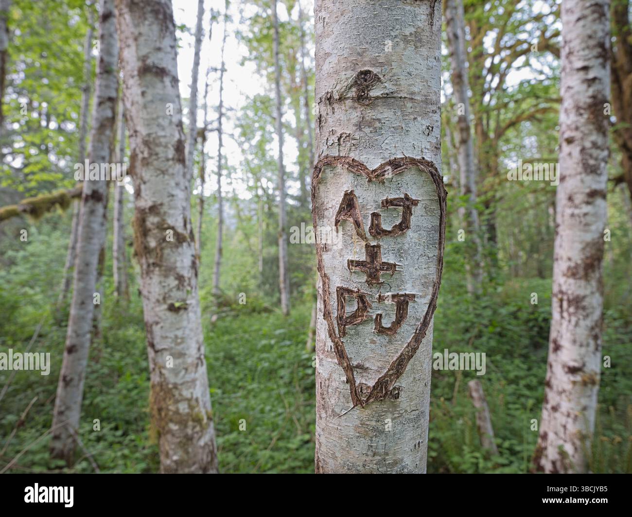 Nahaufnahme von Initialen, die in einer Hitze an einem weißen Baum im Quinault Regenwald im Westen Washingtons gehauen wurden. Stockfoto