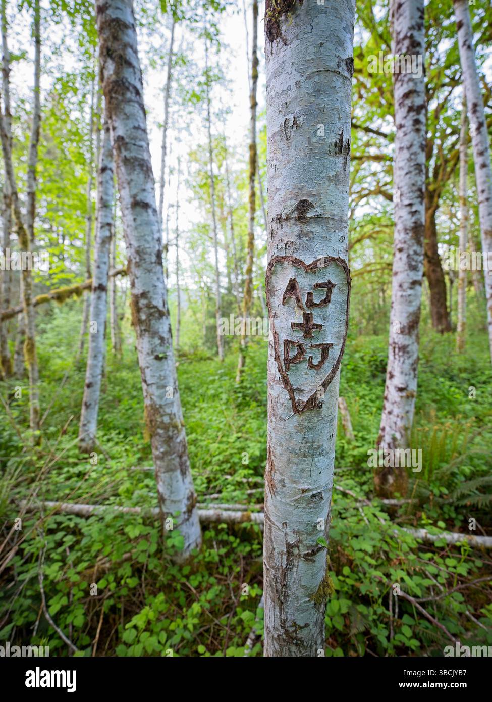 Nahaufnahme von Initialen, die in einer Hitze an einem weißen Baum im Quinault Regenwald im Westen Washingtons gehauen wurden. Stockfoto