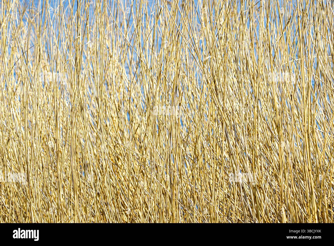 Golden Dry Reeds schweben in der Brise am Seeufer unter einem klaren blauen Himmel, Naturtextur in einer ruhigen, sonnendurchfluteten Szene Stockfoto