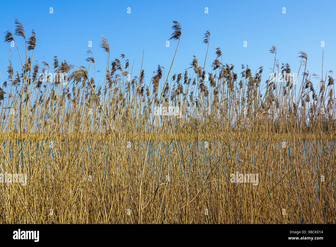 Golden Dry Reeds schweben in der Brise am Seeufer unter einem klaren blauen Himmel, Naturtextur in einer ruhigen, sonnendurchfluteten Szene Stockfoto