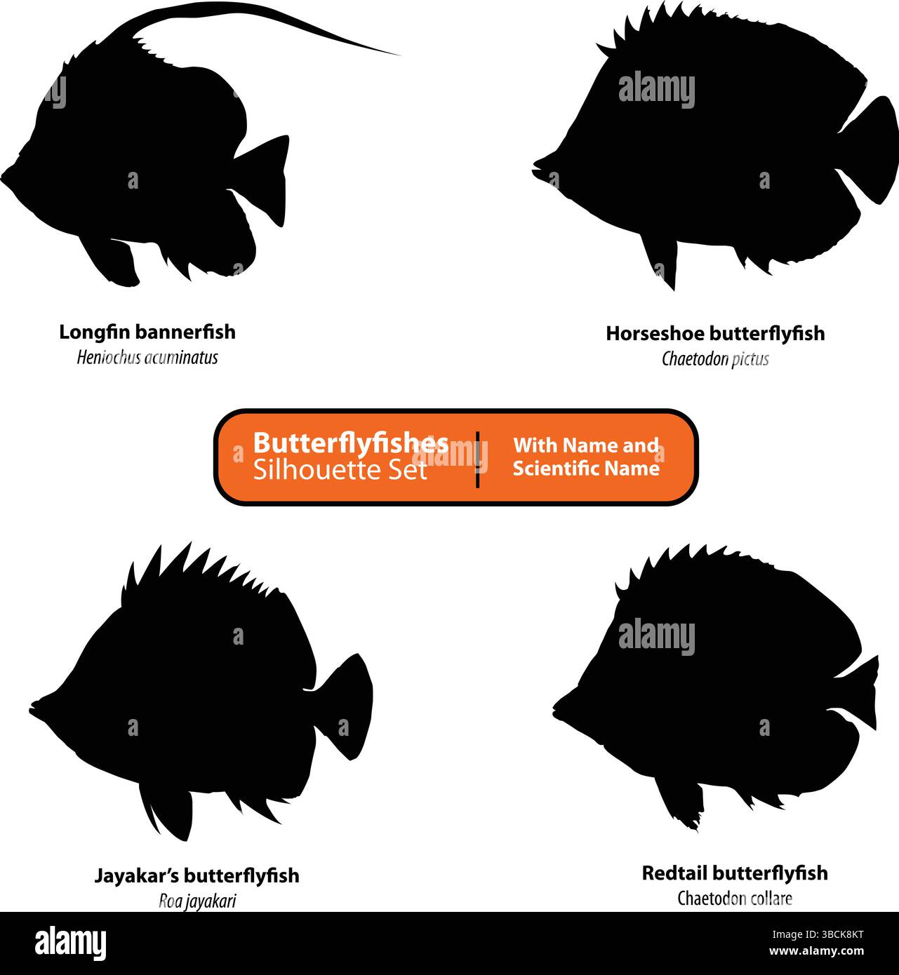 Schmetterlingsfische Silhouette Vektor-Set | Chaetodontidae mit gemeinsamen und wissenschaftlichen Namen Stock Vektor