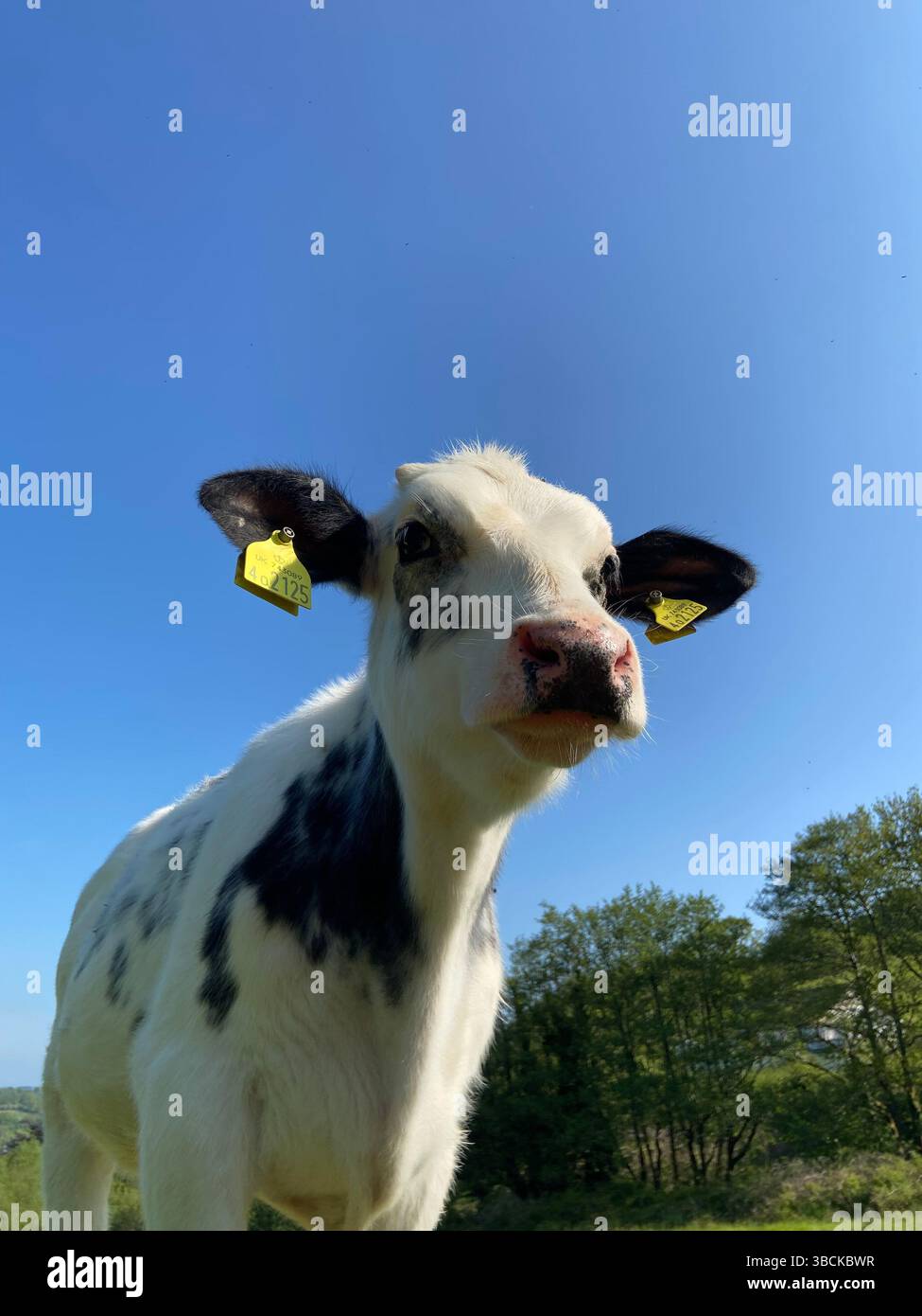 Belgisches blaues Kalb steht mit blauem Himmel Stockfoto Belgisches blaues Kalb steht mit blauem Himmel Stockfoto