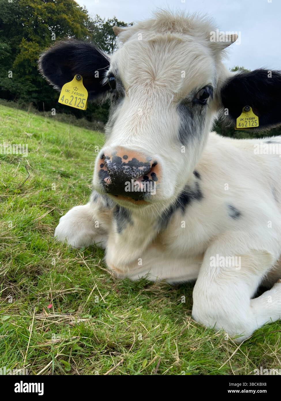 Belgisches Blaues Kalb Stockfoto Belgisches Blaues Kalb Stockfoto