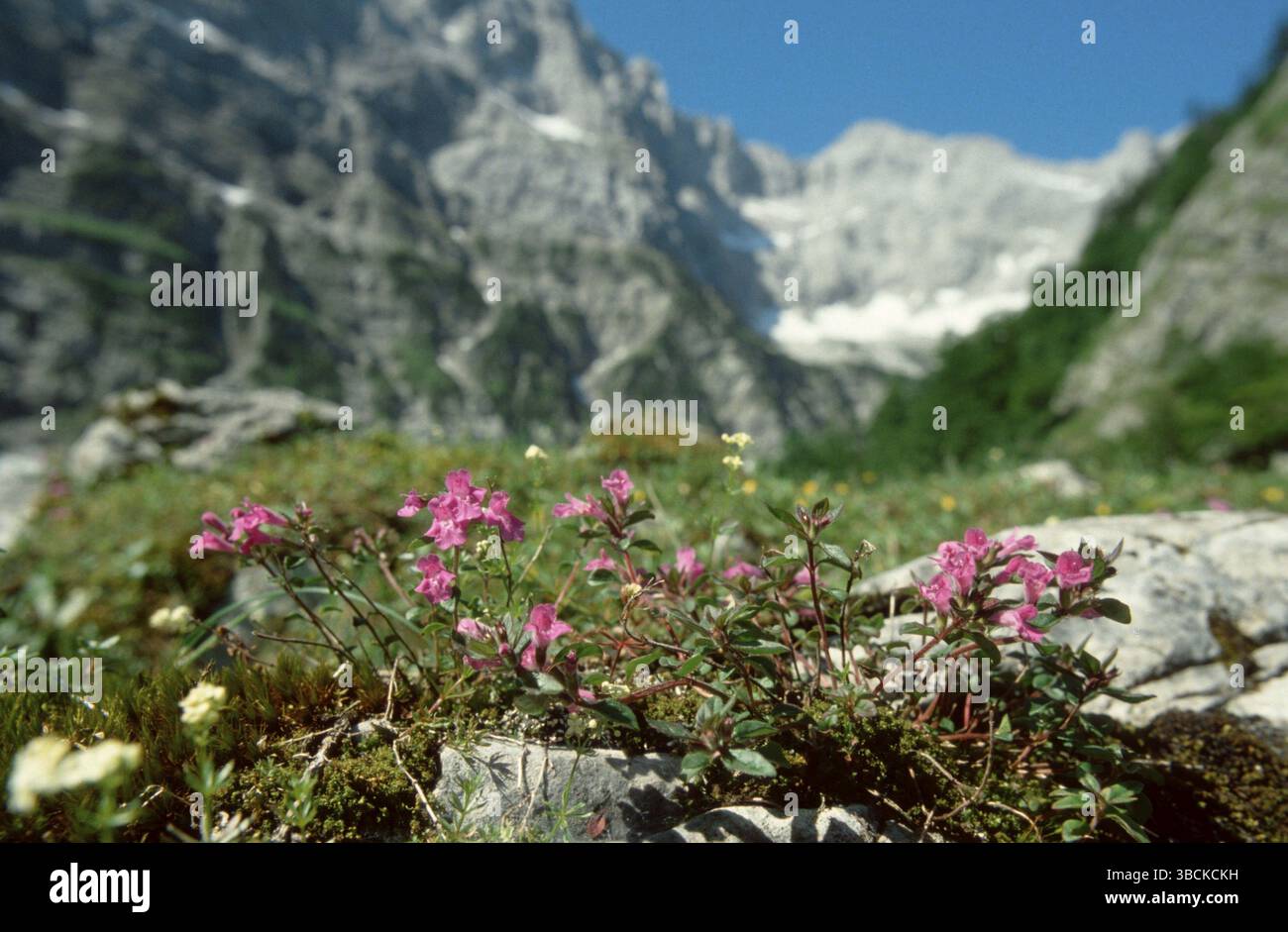 Alpenkalamint (Calamintha alpina), Acinos alpinus (Acinos alpinus), Karwendelgebirge, Bayern, alpen, Blumen, Labiate, Labiatae, Landschaft, Hori Stockfoto
