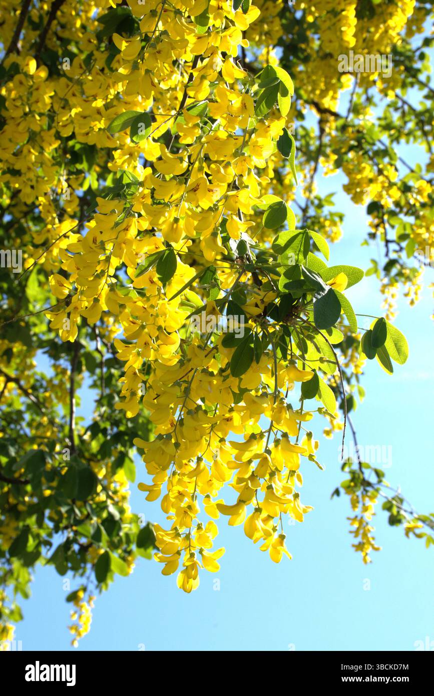 Laburnum-Masse Stockfoto