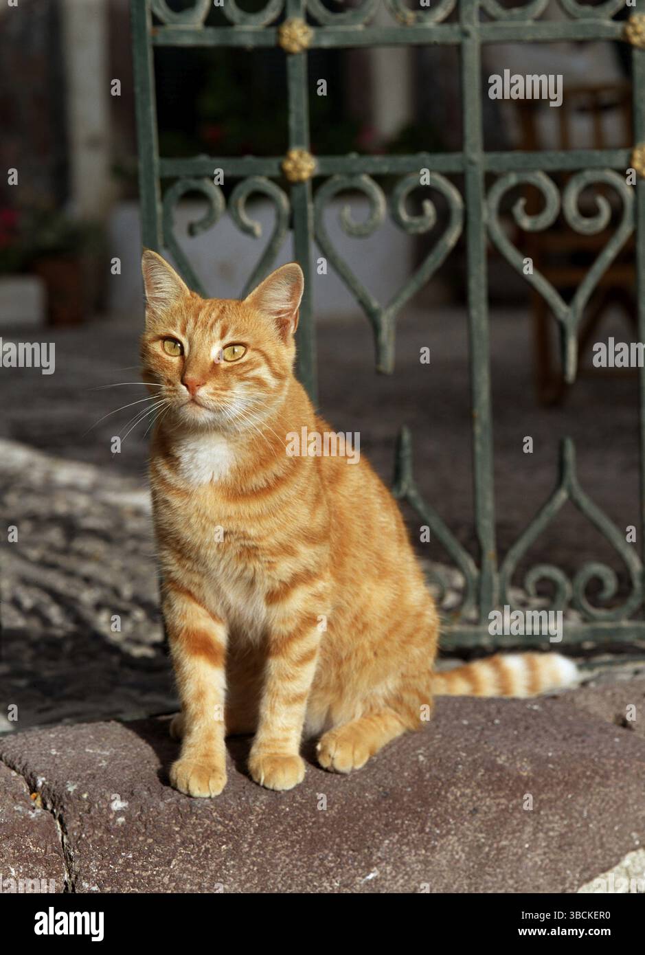 Hauskatze, Ingwer, Hauskatze, rot, Säugetiere, Tiere, Haustiere, Haustiere, Haustier, Kurzhaar, kurzhaarig, draußen, im Freien, sitzend, sitzend, Erwachsenenalter Stockfoto