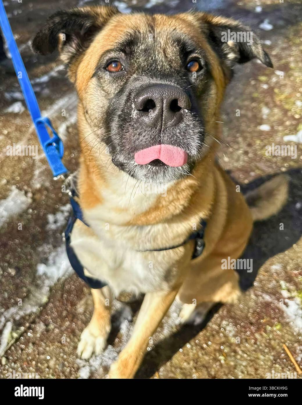 San Francisco, Kalifornien, USA – 7. April 2025: Ein Tierhund an der blauen Leine erkundet während einer Veranstaltung im öffentlichen Tierheim einen bewaldeten Außenbereich Stockfoto