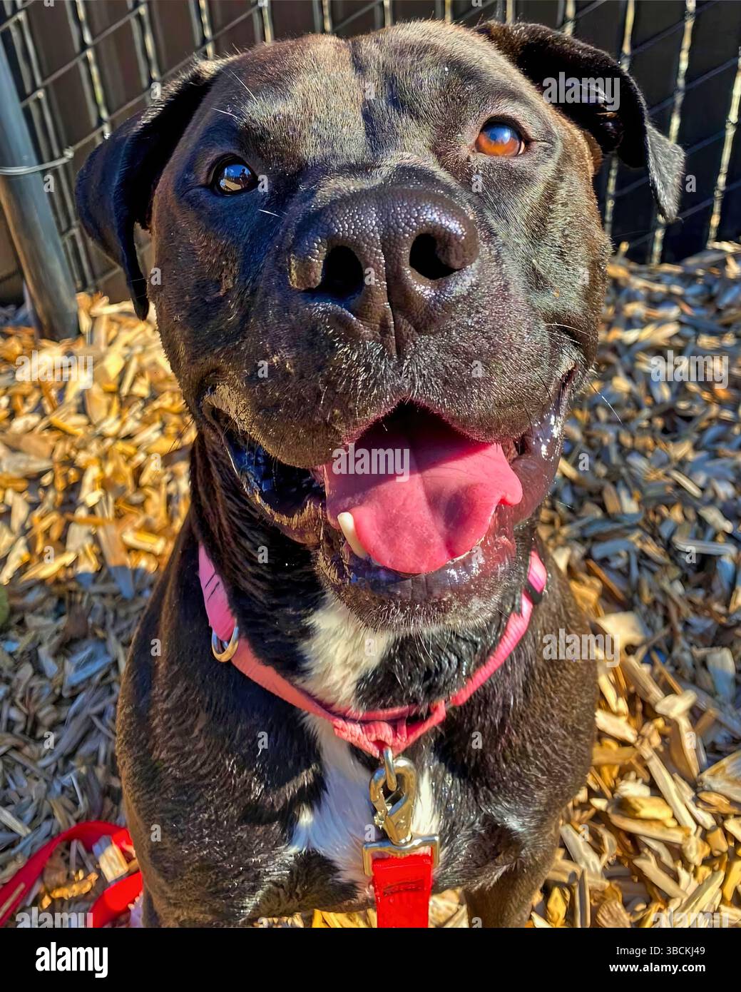 San Francisco, Kalifornien, USA – 10. April 2025: Ein stinkiger Pitbull-Hund lächelt hell, während er in einem öffentlichen Tierheim auf Mulch sitzt. Stockfoto