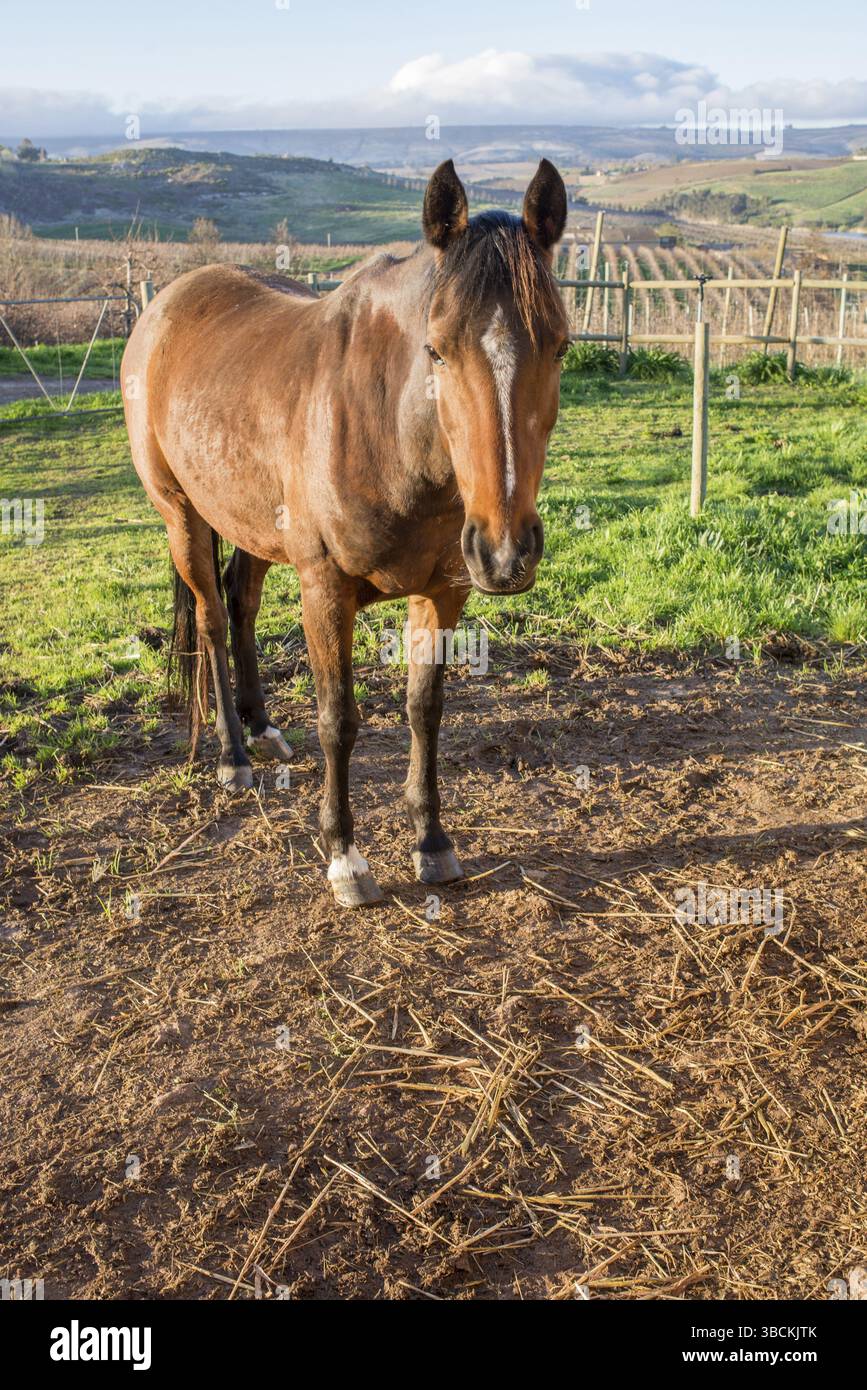 Ein Porträt eines braunen Pferdes im Pferdelager am frühen Morgen vor einem atemberaubenden Blick auf die Apfelfarm Stockfoto