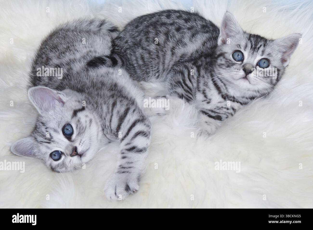 Zwei junge schwarz silberne Tabby Katzen zusammen auf Schaffell faul liegend Stockfoto
