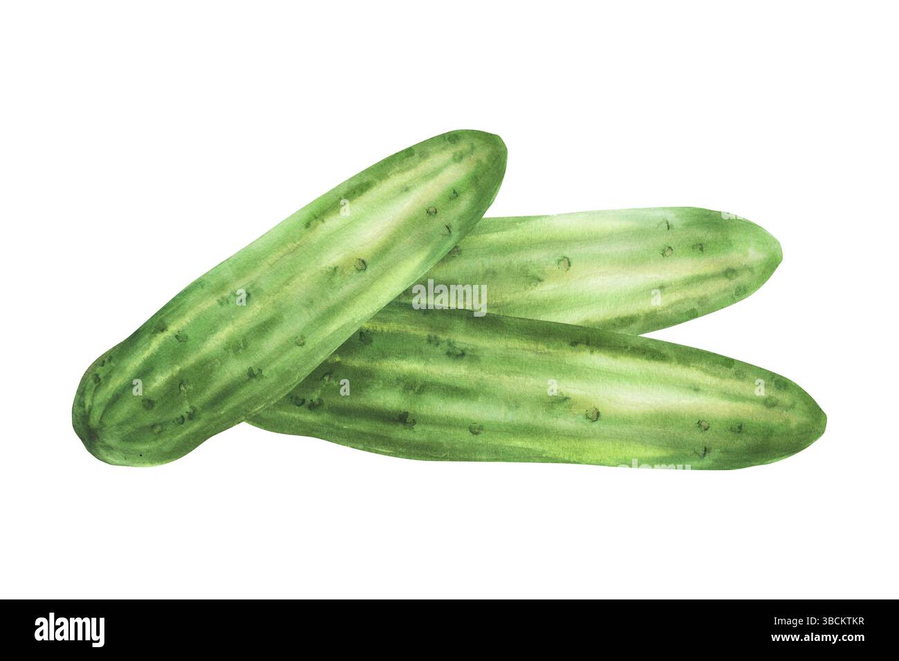 Gurkenstapel. Aquarell-Gemüseernte. Vegane Lebensmittel Illustration handgezeichnet. Botanisches Grün lange glatte drei Gurken. Clipart für Stockfoto