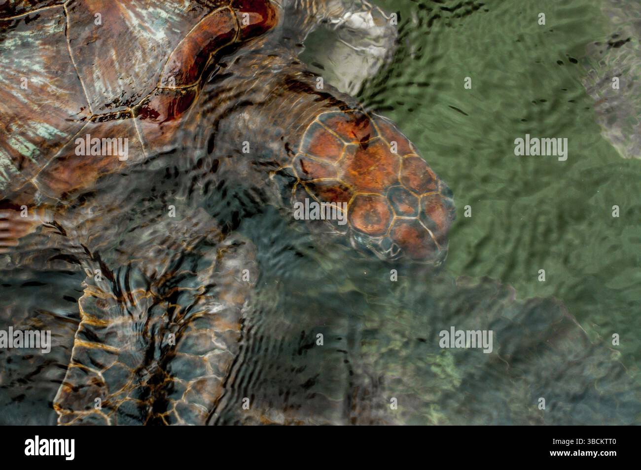 Eine grüne Meeresschildkröte schwimmt direkt unter der Wasseroberfläche in einem Schildkrötenschutzgebiet in Sansibar Stockfoto