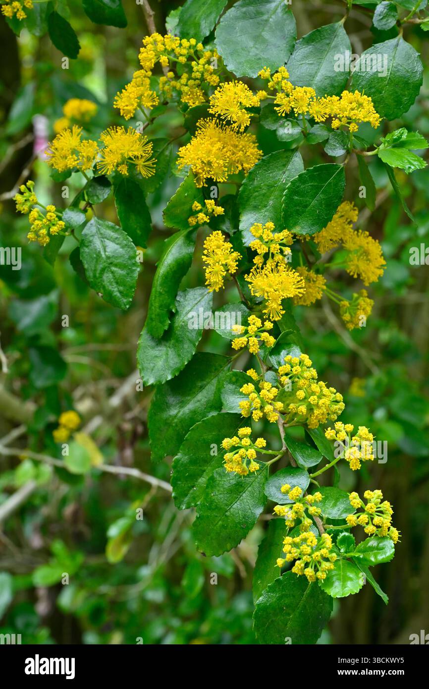 Flauschige senfgelbe Frühlingsblumen von Azara petiolaris UK Garden Mai Stockfoto