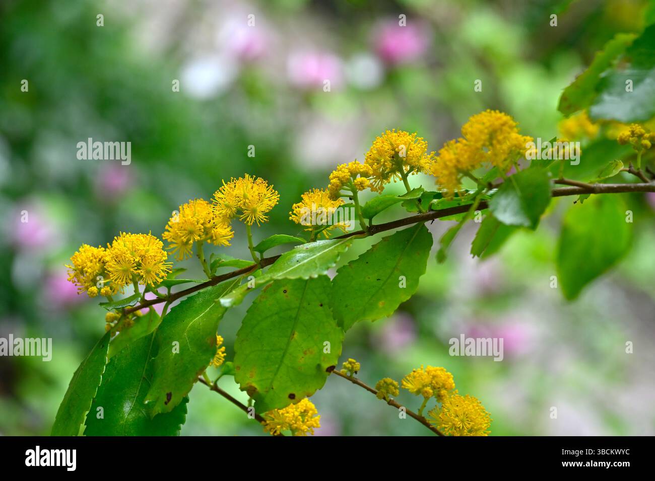 Flauschige senfgelbe Frühlingsblumen von Azara petiolaris UK Garden Mai Stockfoto