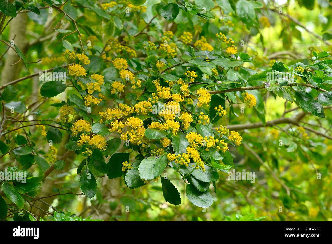 Flauschige senfgelbe Frühlingsblumen von Azara petiolaris UK Garden Mai Stockfoto