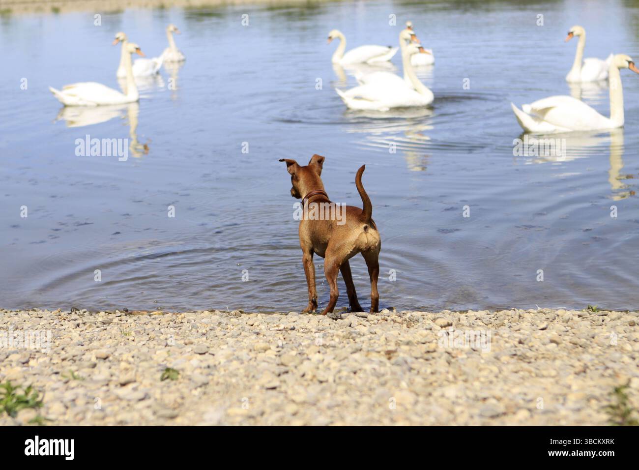 Der Deutsche Pinscher beobachtet Buckelschwäne (Cygnus olor), Buckelschwäne Stockfoto
