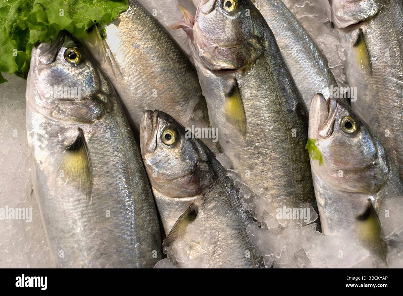 Frischer Fisch (Blaufisch) auf dem Markt Stockfoto