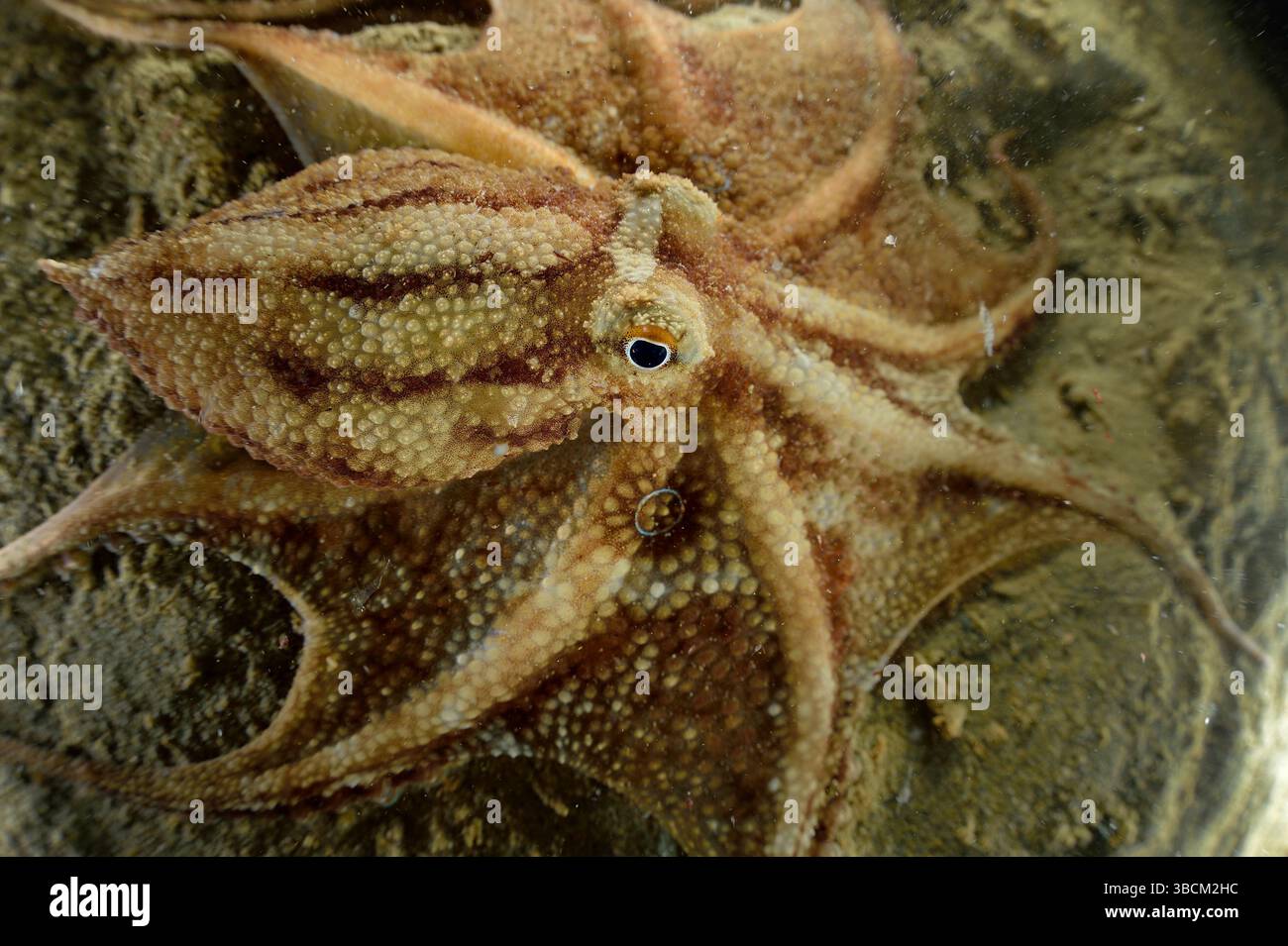 Kurzarm-Oktopus, Webfoot-Oktopus (Amphioctopus fangsiao) mit falschen Augentöpfen, Toyama Bay, Namerikawa, Japan | Kurzarmkrake, Netzfußkrake (Amphio Stockfoto