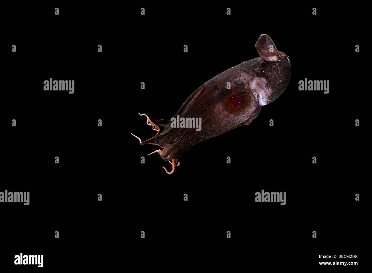 [Captive] Vampirkalmar (Vampyroteuthis infernalis), ein Tiefseekephalopod, der in einer Tiefe von über 500 Metern gefunden wird, ist einzigartig an das Sauerstoffminimum angepasst Stockfoto